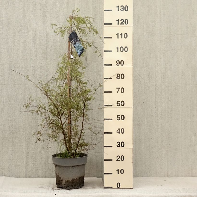 Spécimen de Bouleau pleureur - Betula pendula Karaca Pot de 7,5L/10L tel que livré en été