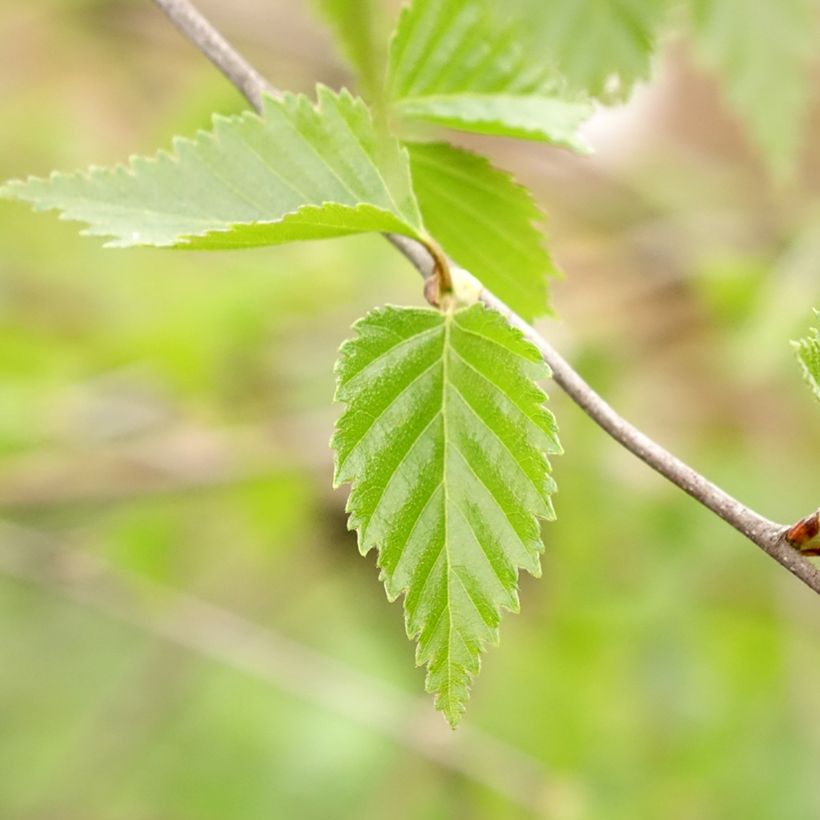 Bouleau pleureur - Betula pendula Long Trunk (Feuillage)