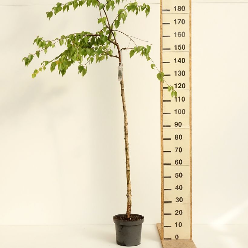Spécimen de Bouleau pleureur - Betula pendula Long Trunk Pot de 7,5L/10L, Tige de 125 cm tel que livré au printemps