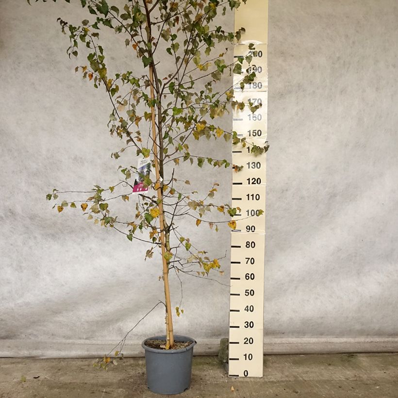 Spécimen de Bouleau pourpre - Betula pendula Royal Frost Pot de 7,5L/10L tel que livré en automne