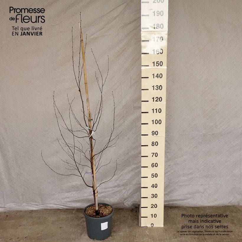 Spécimen de Bouleau pourpre - Betula pendula Royal Frost tel que livré en hiver
