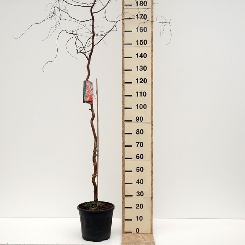 Spécimen de Bouleau tortueux - Betula pendula Spider Alley - Pot de 12L/15L tel que livré en hiver
