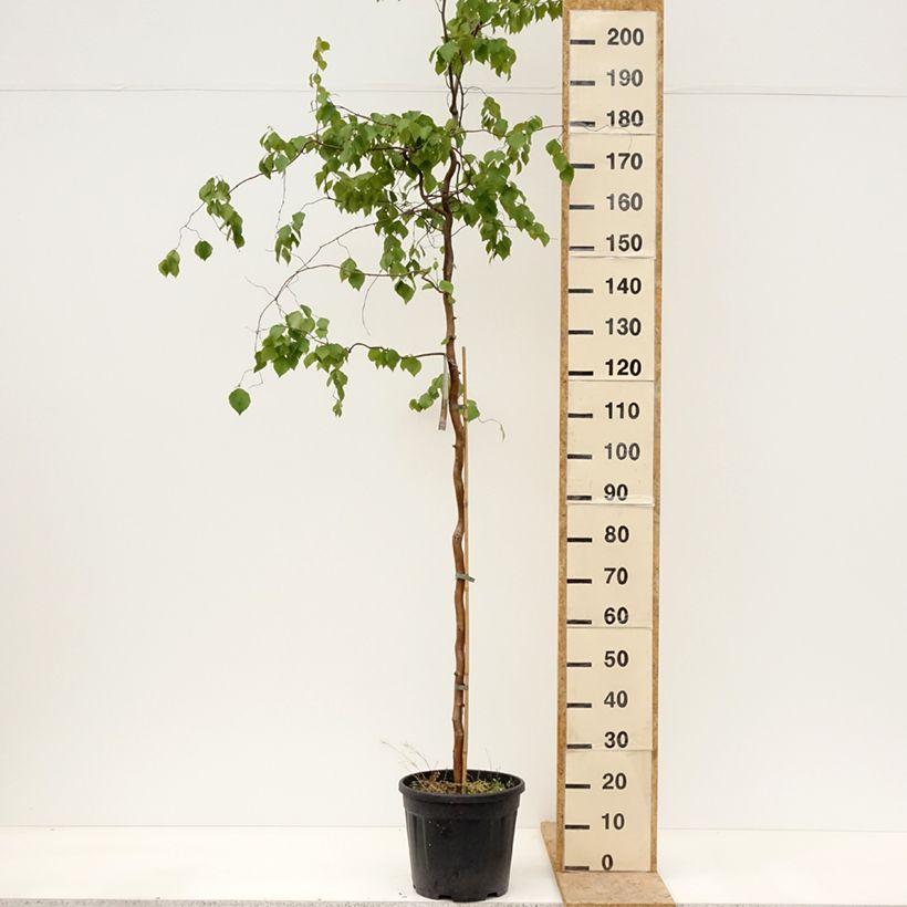 Spécimen de Bouleau tortueux - Betula pendula Spider Alley Pot de 12L/15L tel que livré au printemps