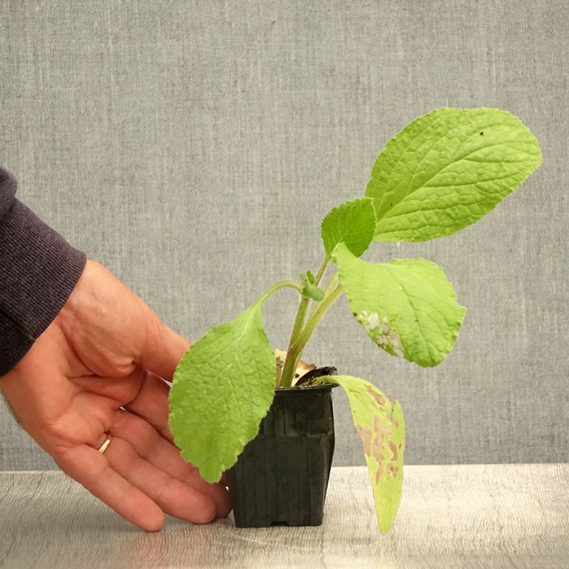 Spécimen de Bourrache BIO - Borago officinalis Godet de 7/8 cm tel que livré en été