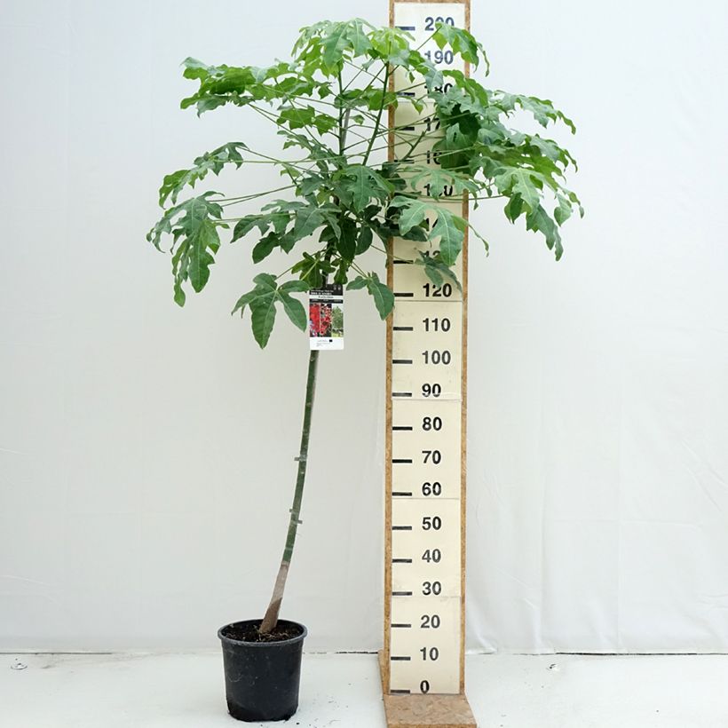 Spécimen de Brachychiton acerifolius Pot de 7,5L/10L tel que livré en été