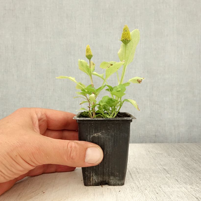 Spécimen de Brède Mafane - Cresson du Pará Godet de 7/8 cm tel que livré en été