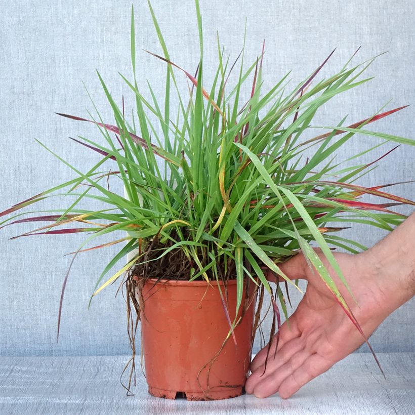 Spécimen de Briza media Limouzi - Amourette Pot de 1L/1,5L tel que livré en été