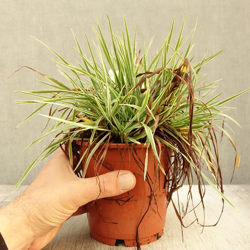 Spécimen de Briza media Zitterzebra - Amourette Pot de 1L/1,5L tel que livré en automne