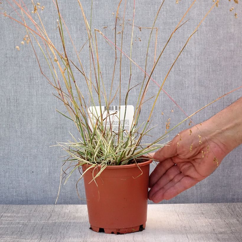 Spécimen de Briza media Zitterzebra - Amourette Pot de 1L/1,5L tel que livré en été