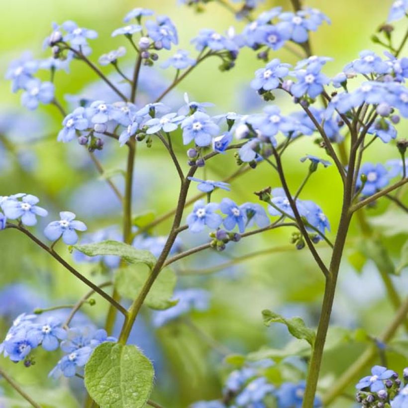 Brunnera macrophylla - Myosotis du Caucase (Floraison)