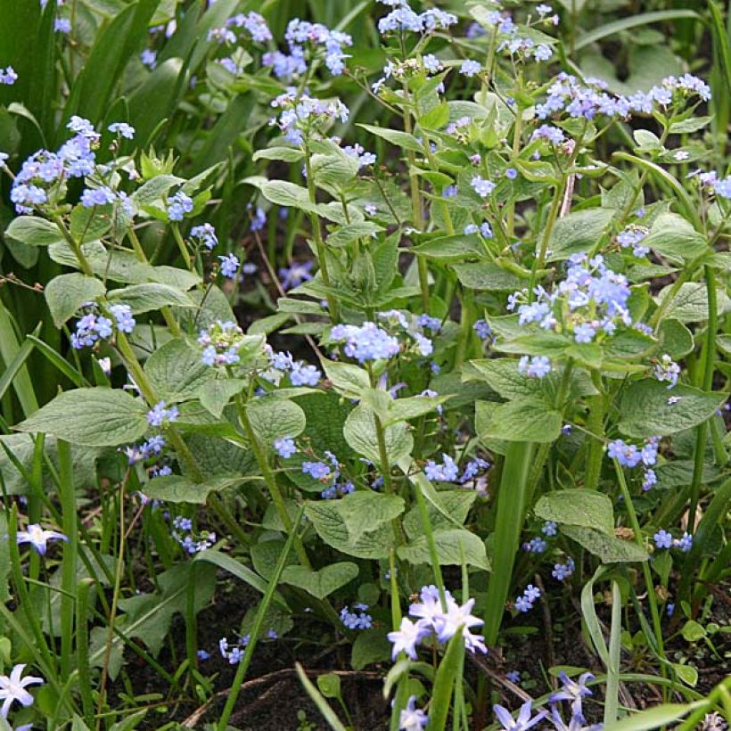 Brunnera macrophylla - Myosotis du Caucase (Port)