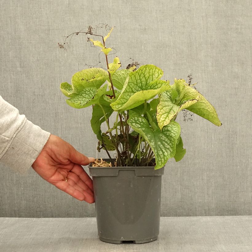 Spécimen de Brunnera macrophylla Alexander's Great - Myosotis du Caucase Pot de 1L/1,5L tel que livré en été