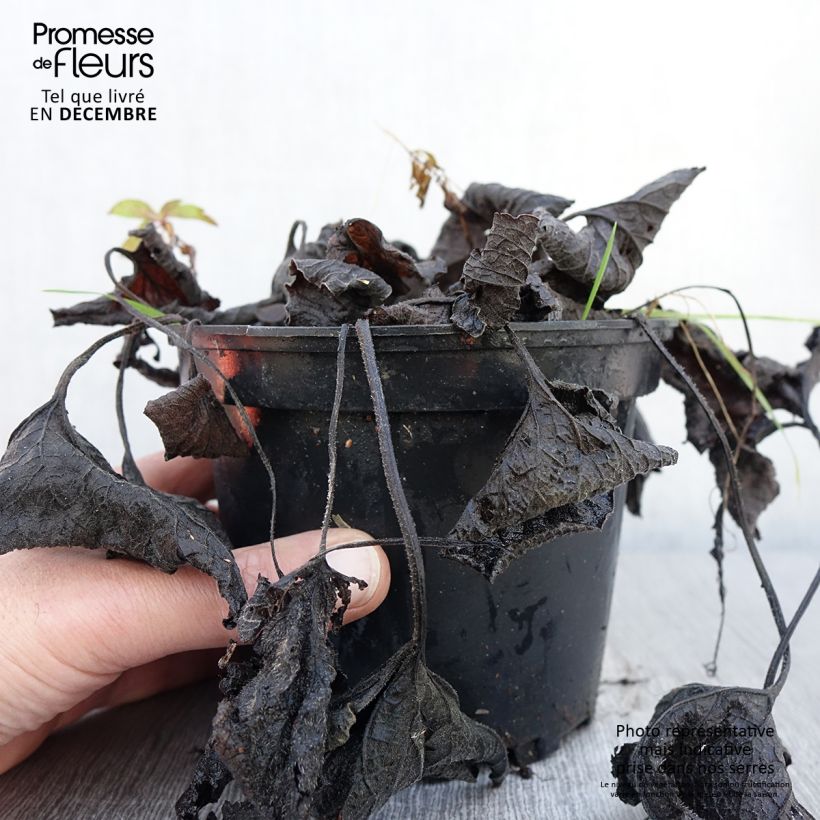 Spécimen de Brunnera macrophylla Betty Bowring - Myosotis du Caucase Pot de 2L/3L tel que livré en automne
