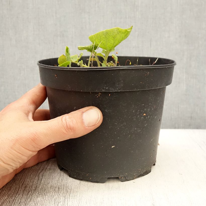 Spécimen de Brunnera macrophylla Betty Bowring - Myosotis du Caucase en pot de 2L/3L tel que livré au printemps