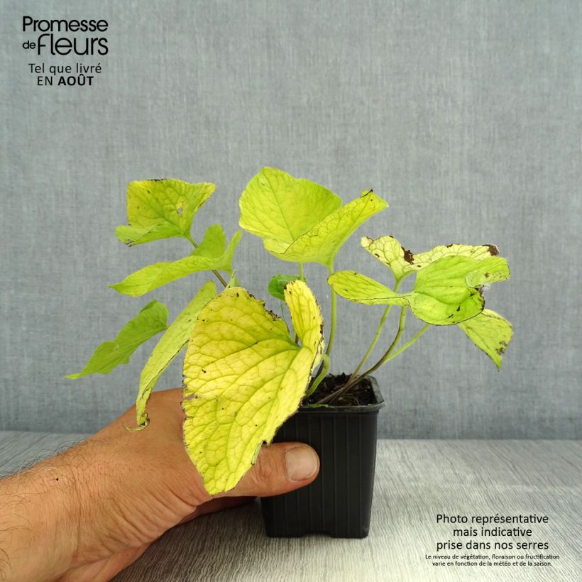 Spécimen de Brunnera macrophylla Diane's Gold - Myosotis du Caucase Godet de 8/9 cm tel que livré en été