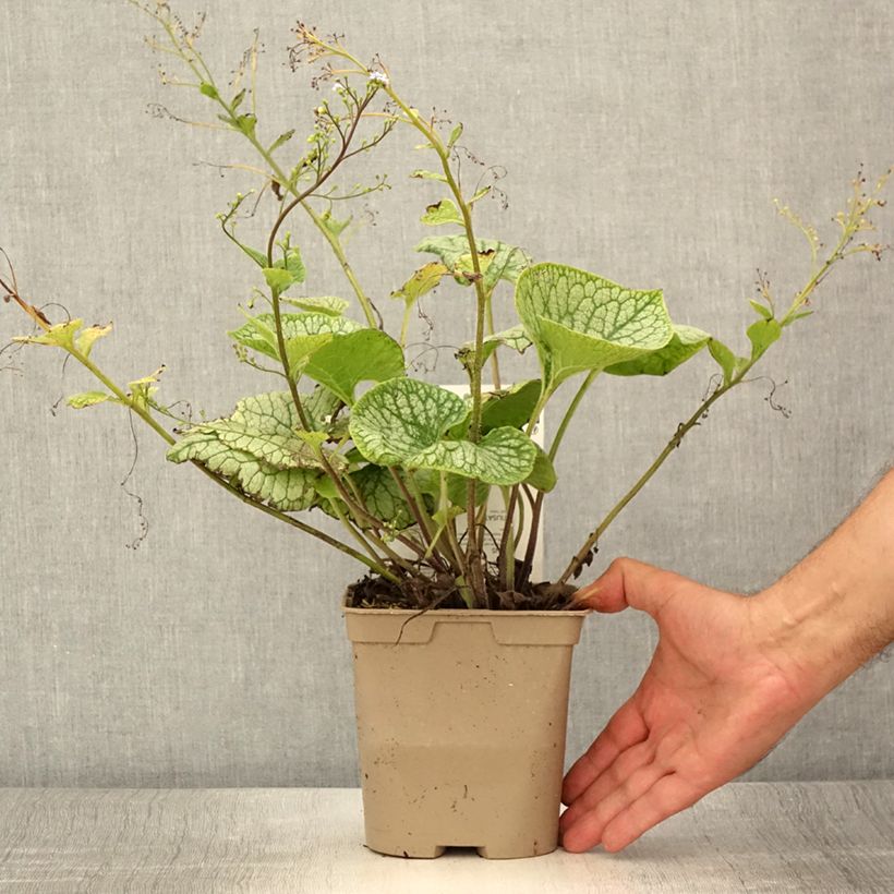 Spécimen de Brunnera macrophylla Jack Frost - Myosotis du Caucase Pot de 2L/3L tel que livré en été