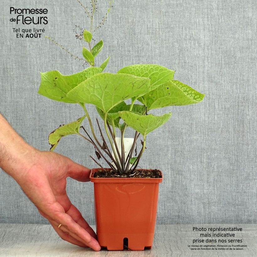 Spécimen de Brunnera macrophylla Jack of Diamonds - Myosotis du Caucase Pot de 1L/1,5L tel que livré en été