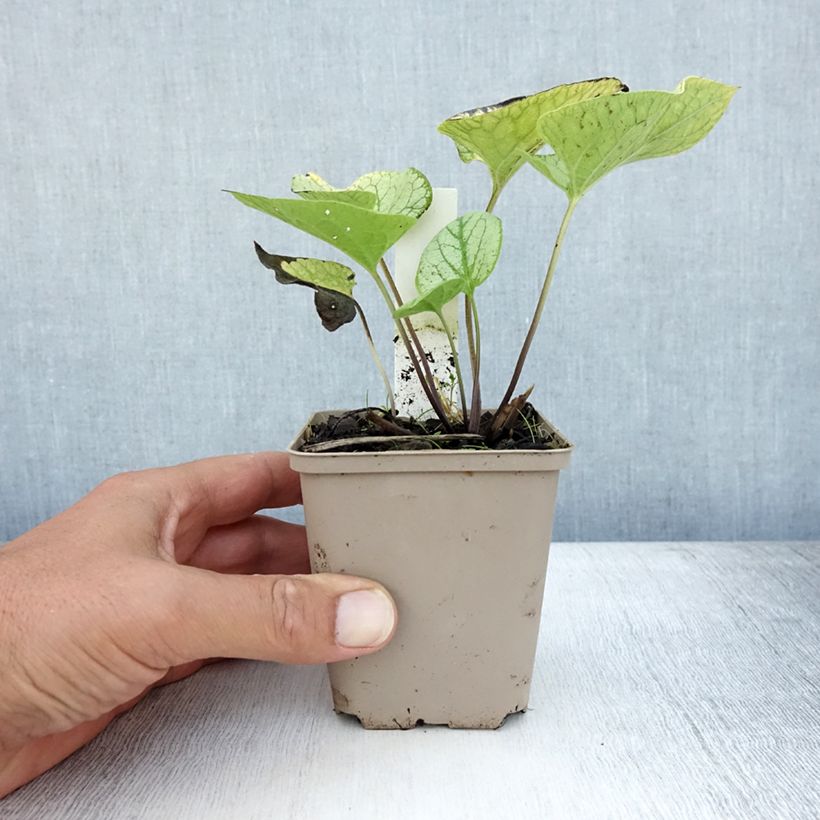 Spécimen de Brunnera macrophylla Jack's Gold - Myosotis du Caucase Godet de 8/9 cm tel que livré en été