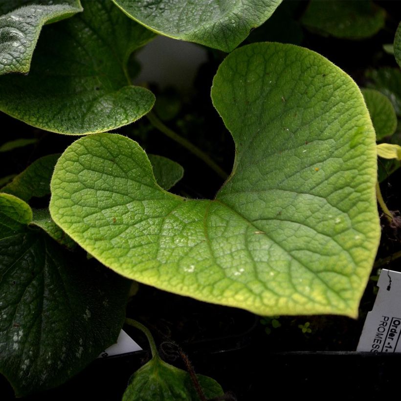 Brunnera macrophylla Langtrees - Myosotis du Caucase (Feuillage)