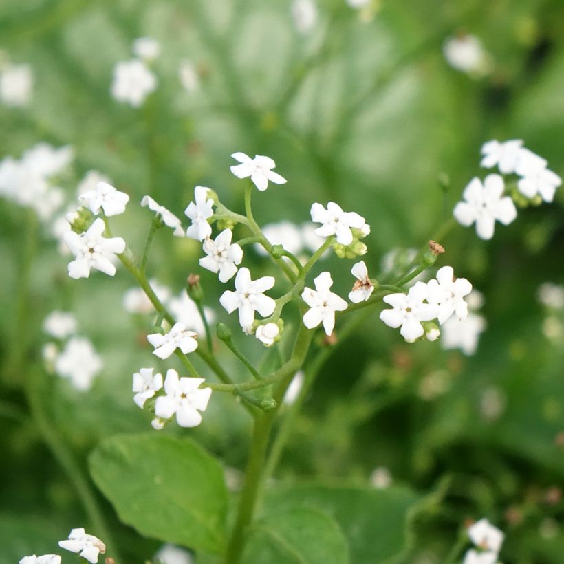 Brunnera macrophylla Mr Morse - Myosotis du Caucase (Floraison)