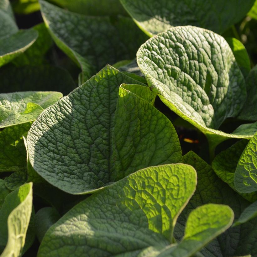 Brunnera macrophylla - Myosotis du Caucase (Feuillage)