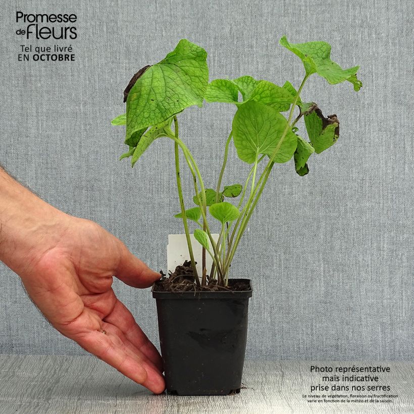 Spécimen de Brunnera macrophylla - Myosotis du Caucase Godet de 8/9 cm tel que livré en automne
