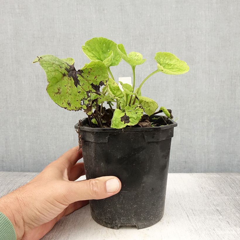 Spécimen de Brunnera macrophylla - Myosotis du Caucase Pot de 2L/3L tel que livré en été