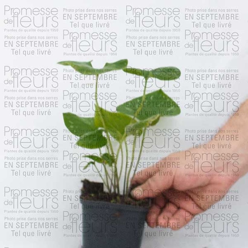 Exemple de spécimen de Brunnera macrophylla Silver Wings - Myosotis du Caucase Godet de 9cm tel que livré