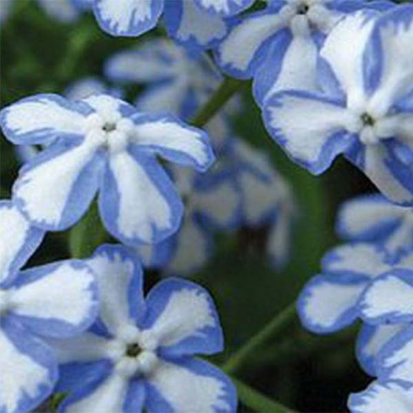 Brunnera macrophylla Starry Eyes - Myosotis du Caucase  (Floraison)