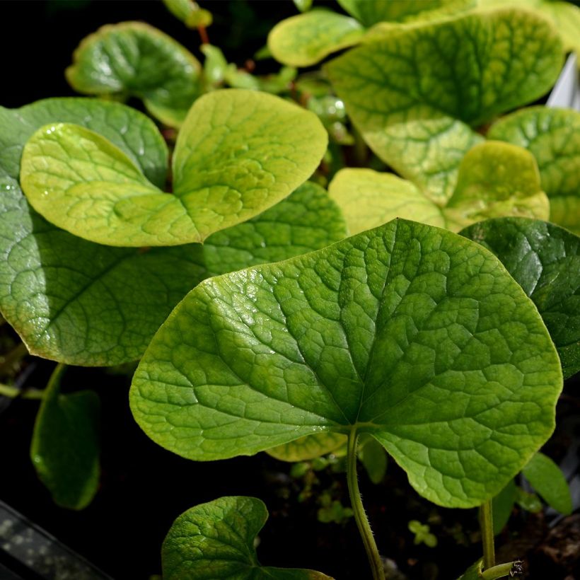 Brunnera sibirica - Myosotis du Caucase (Feuillage)