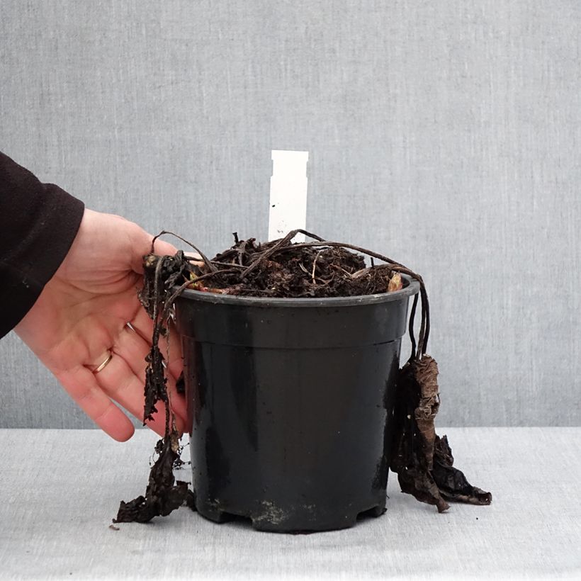 Spécimen de Brunnera sibirica - Myosotis du Caucase Pot de 2L/3L tel que livré en hiver