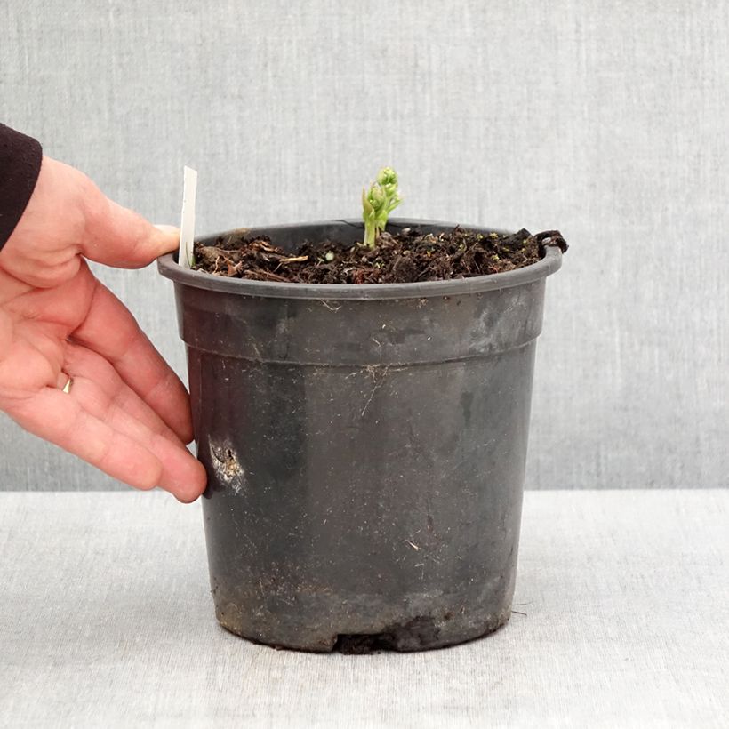 Spécimen de Brunnera sibirica - Myosotis du Caucase - Pot de 2L/3L tel que livré au printemps