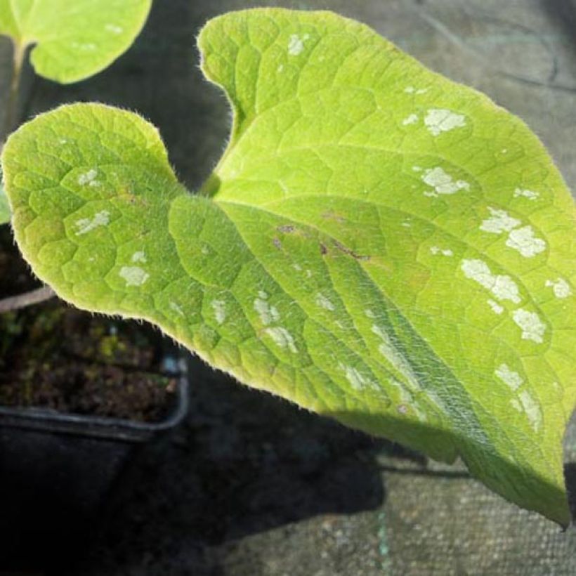 Brunnera macrophylla Silver Wings - Myosotis du Caucase (Feuillage)