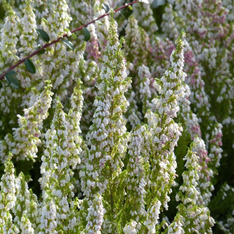 Bruyère arborescente Great Star Le Vasterival (Floraison)