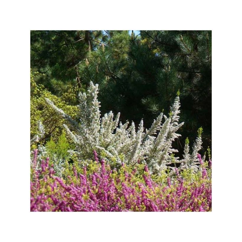 Bruyère arborescente Pink Joy - Erica arborea (Floraison)
