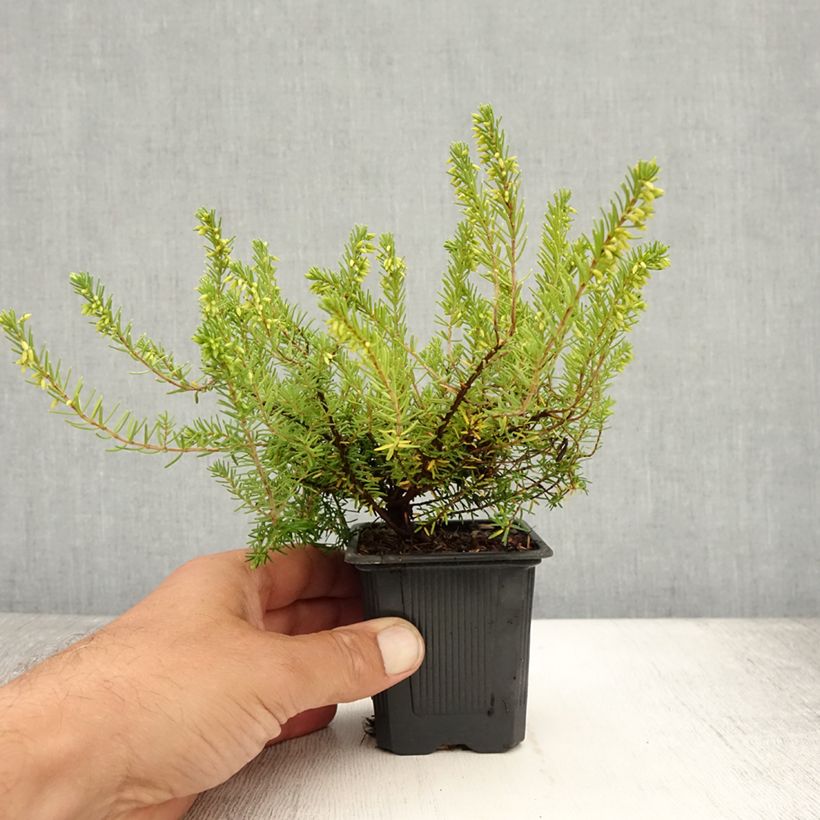 Spécimen de Bruyère Carnea Springwood White, Erica Godet de 8/9 cm tel que livré en été