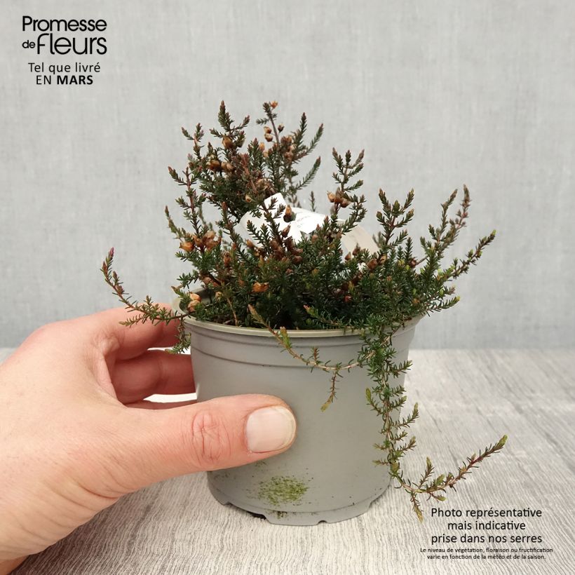 Spécimen de Bruyère cendrée - Erica cinerea C.D. Eason - Pot de 12 cm tel que livré au printemps