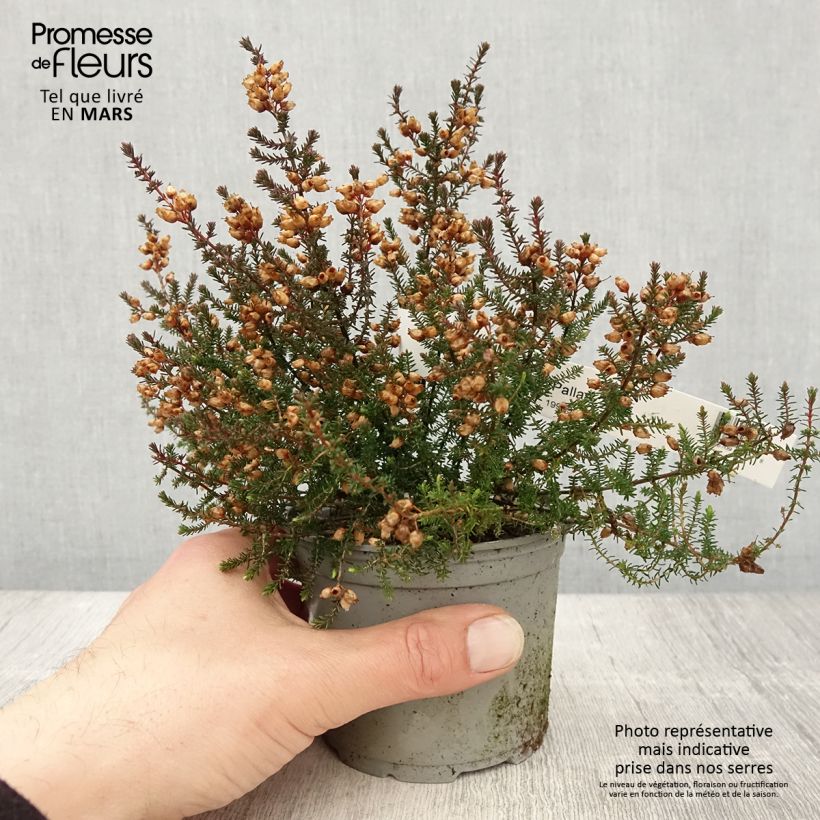 Spécimen de Bruyère cendrée - Erica cinerea Pallas - Pot de 12 cm tel que livré au printemps