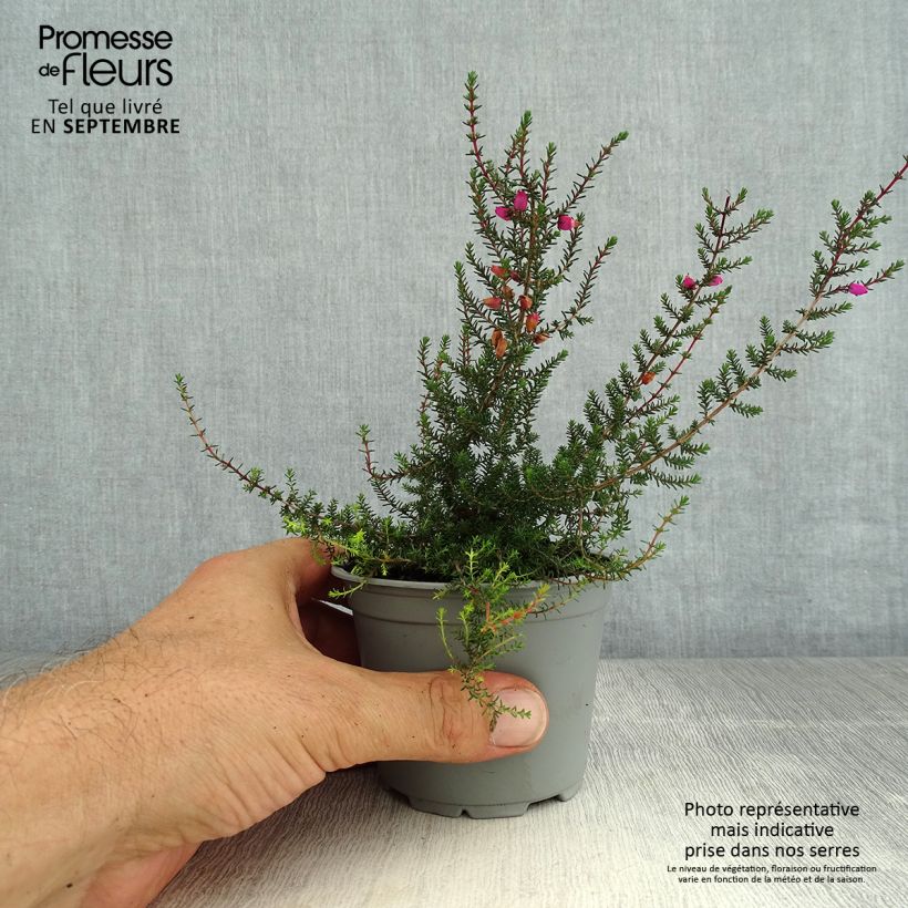Spécimen de Bruyère cendrée - Erica cinerea Pot de 10.5 cm tel que livré en été