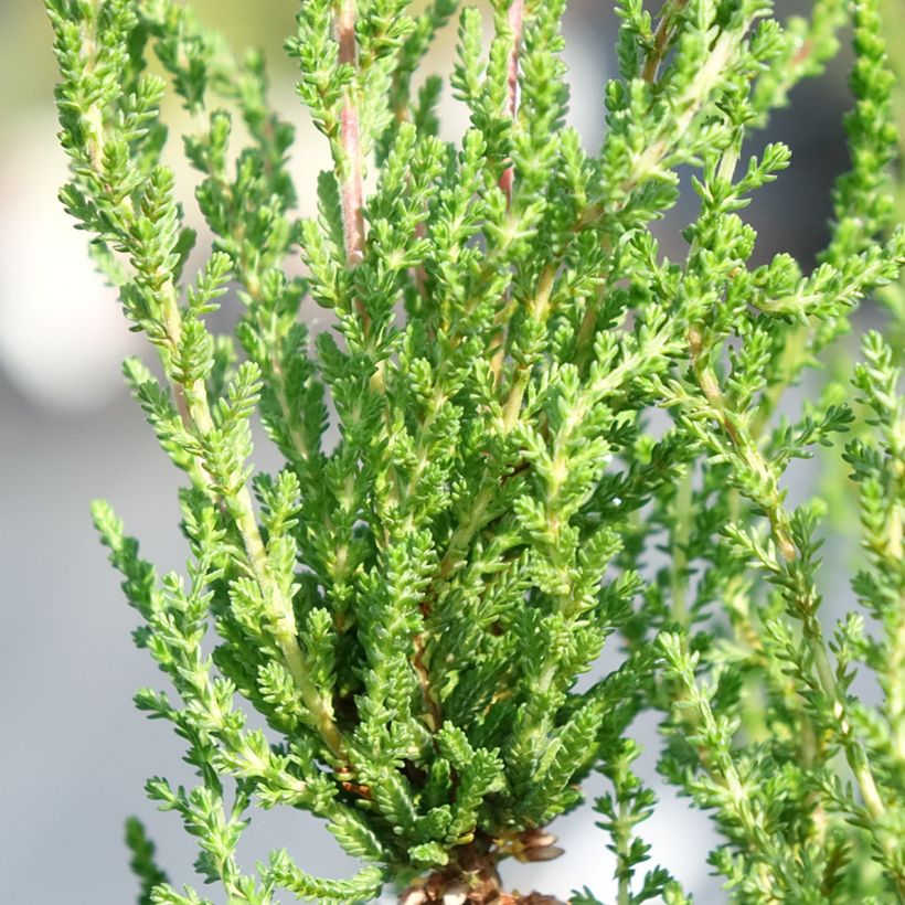 Bruyère cendrée - Erica cinerea (Feuillage)