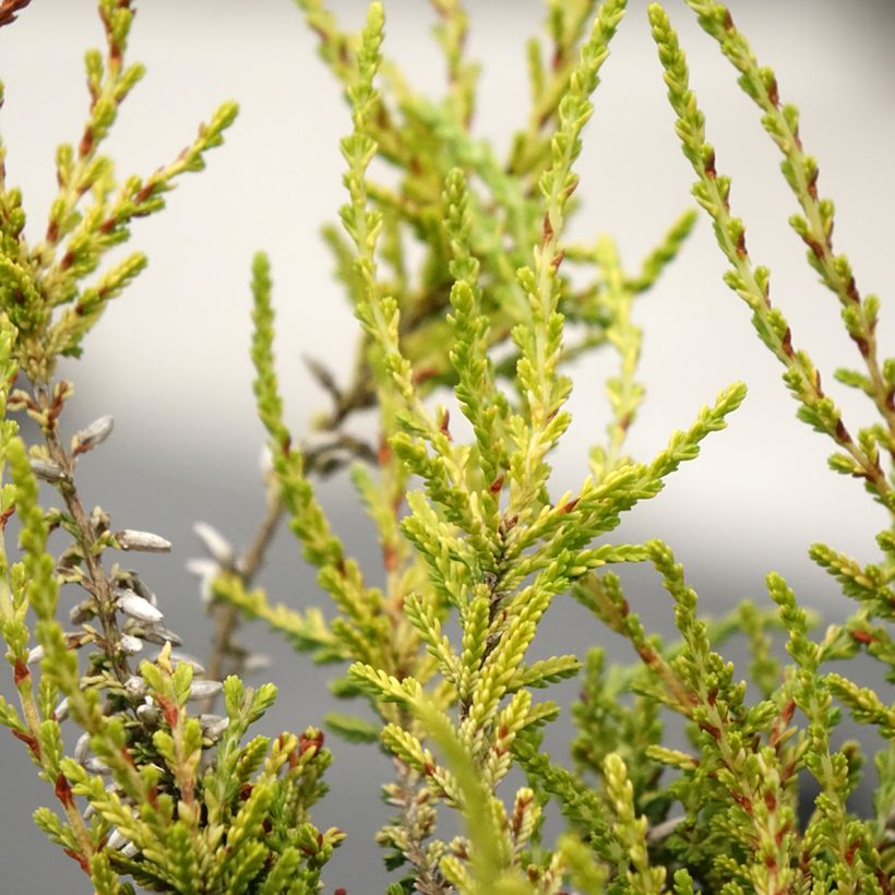 Bruyère d'été - Calluna Garden Girls Golden Angie (Feuillage)