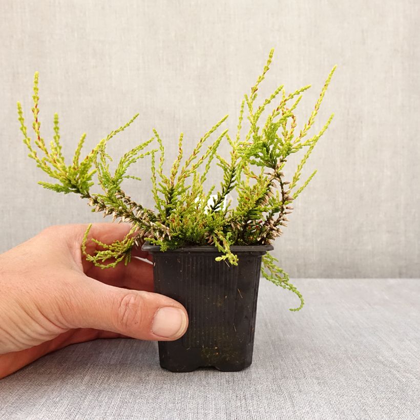 Spécimen de Bruyère d'été - Calluna Garden Girls Golden Angie Godet de 8/9 cm tel que livré au printemps
