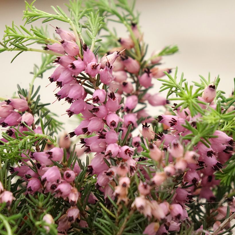 Bruyère d'été - Calluna Garden Girls Pink Bettina (Floraison)