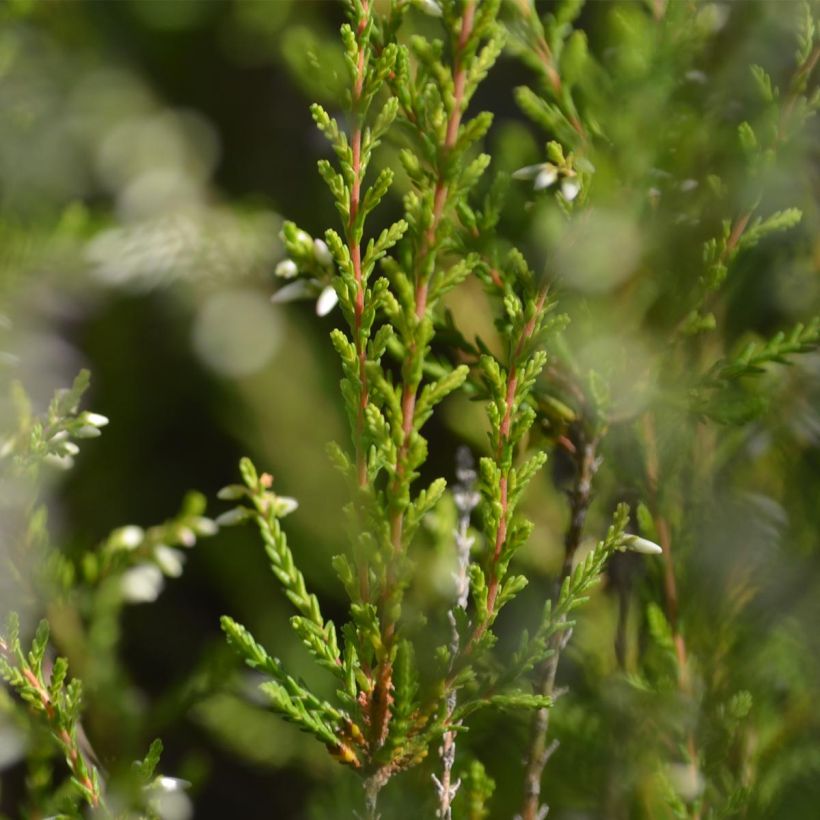 Bruyère d'été - Calluna vulgaris Marlies (Feuillage)