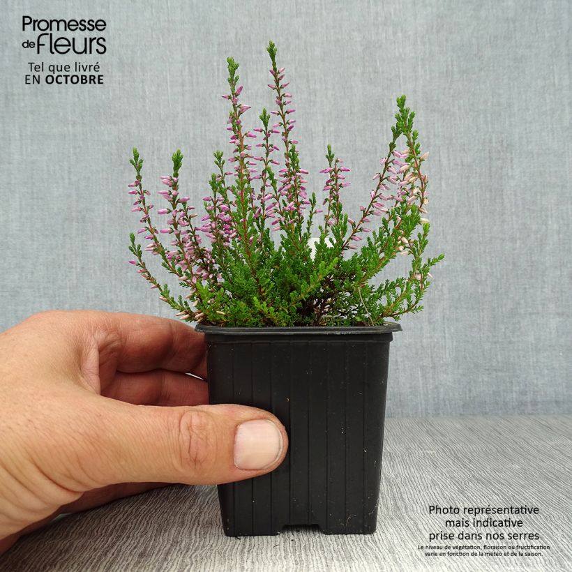 Spécimen de Bruyère d'été - Calluna vulgaris Marlies Godet de 8/9 cm tel que livré en automne