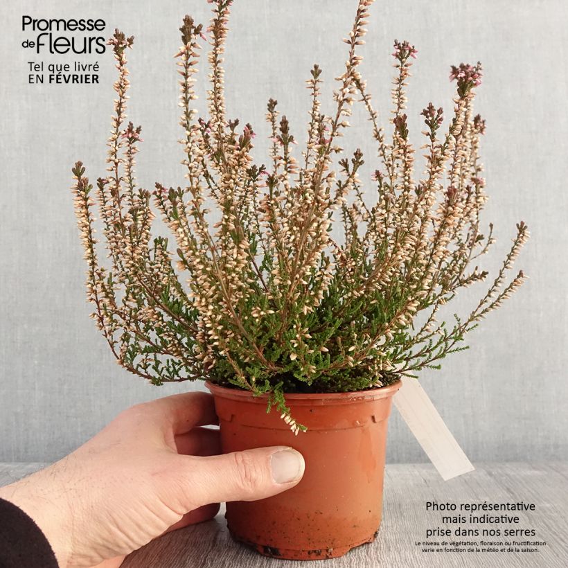 Spécimen de Bruyère d'été - Calluna vulgaris Marlies Pot de 1L/1,5L tel que livré en hiver