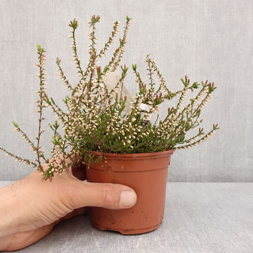 Spécimen de Bruyère d'été - Calluna vulgaris Marlies - Pot de 1L/1,5L tel que livré au printemps