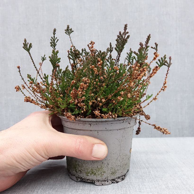 Spécimen de Bruyère d'été - Calluna vulgaris Radnor Pot de 12 cm / 13 cm tel que livré en hiver