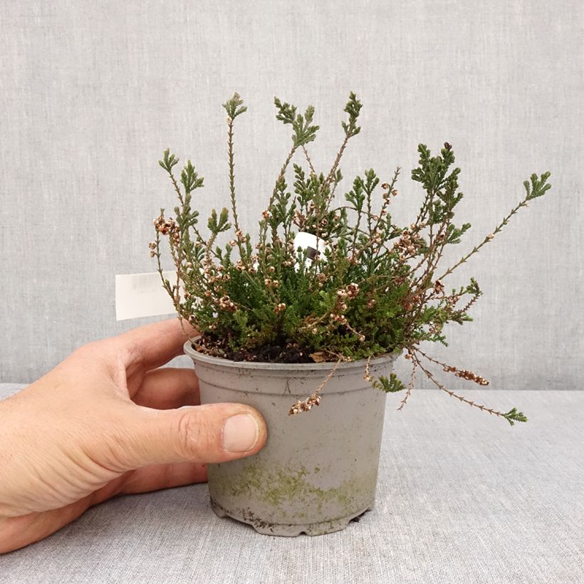 Spécimen de Bruyère d'été - Calluna vulgaris Radnor - Pot de 12 cm tel que livré au printemps