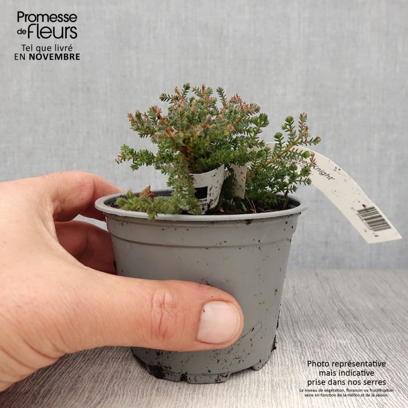Spécimen de Bruyère d'été - Calluna vulgaris Silver Knight  Godet de 8/9 cm tel que livré en automne